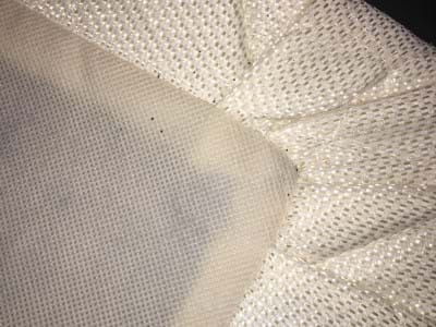 Bed Bug