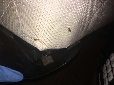 Bed Bug