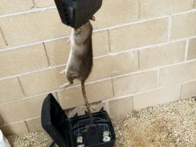 Rat