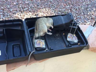 Rat