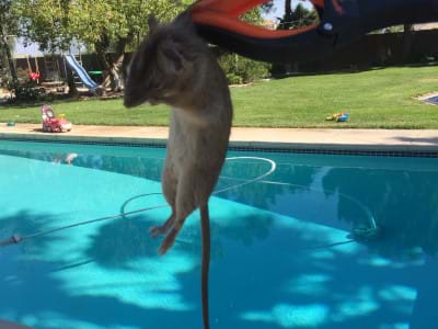 Rat