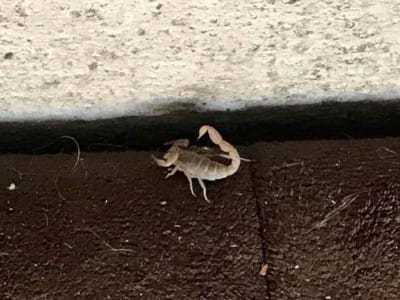 Scorpion