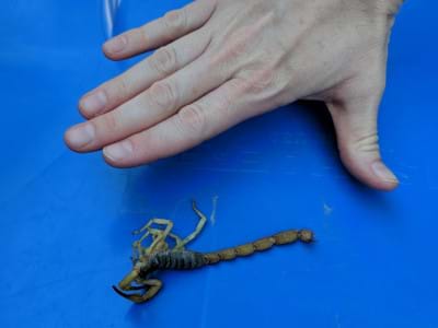 Scorpion