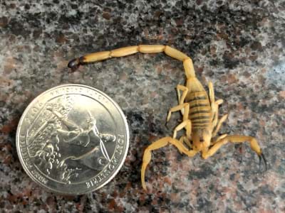 Scorpion