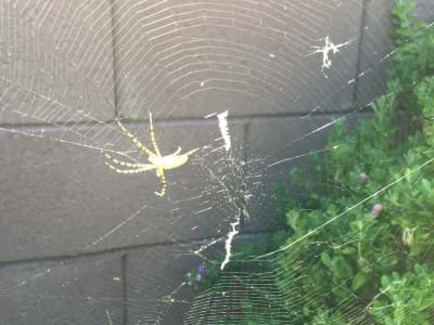 Spider