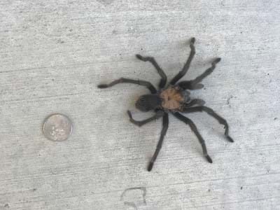 Spider