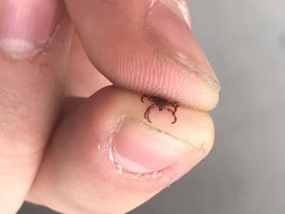 Tick